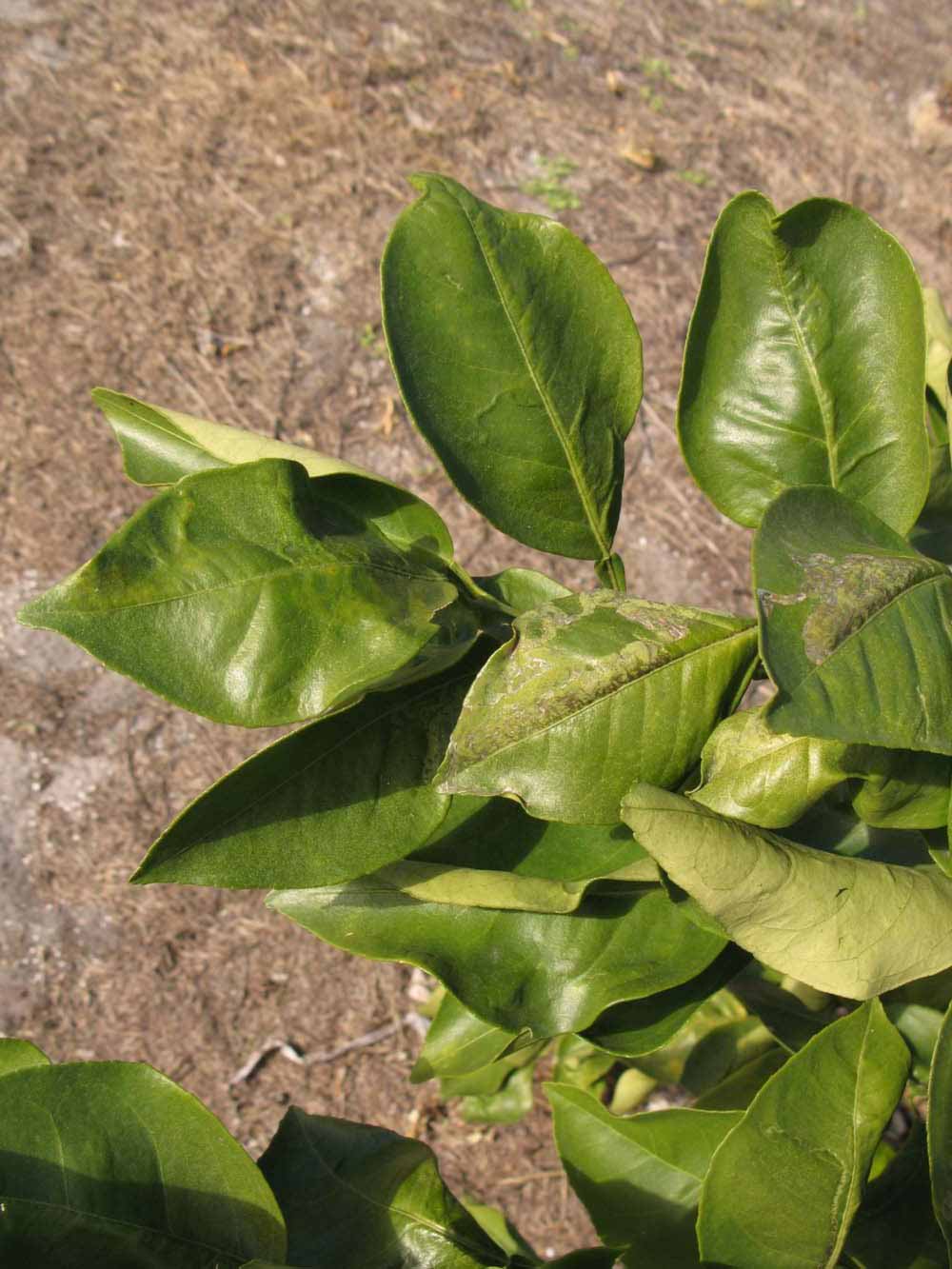            Sun leaves (Itaborai, Winter Haven, FL)   
